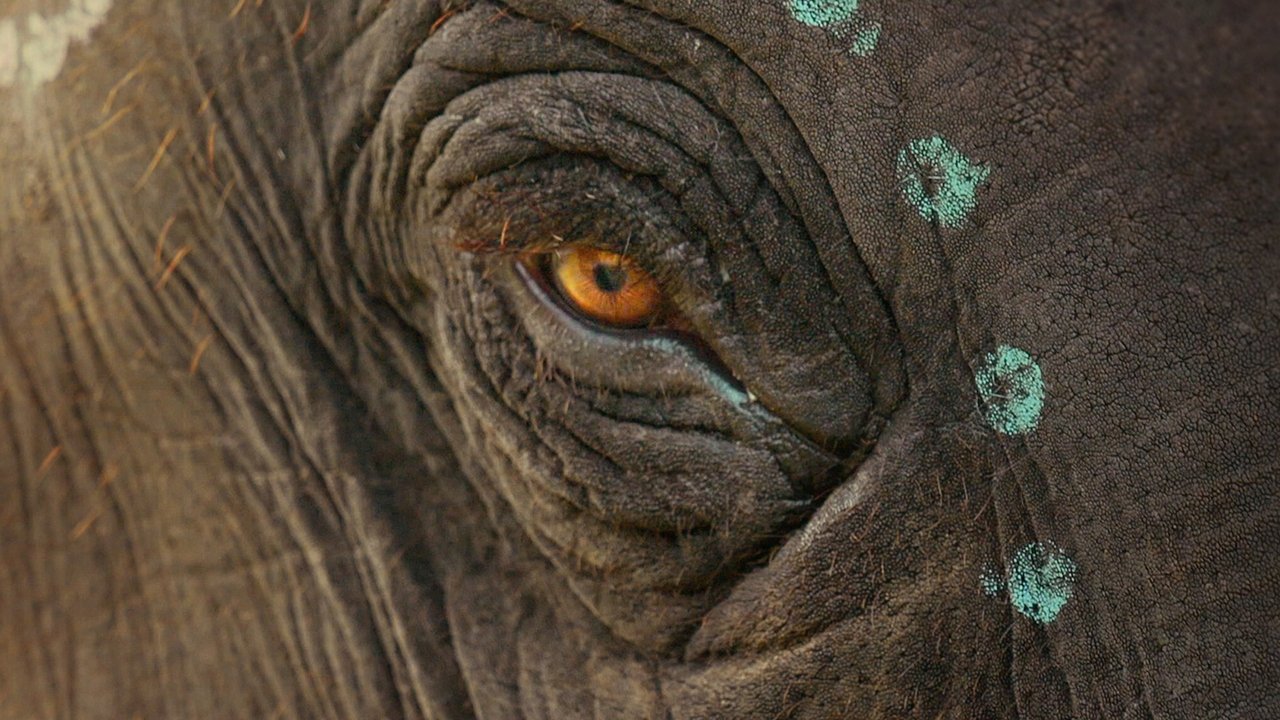 The Elephant Whisperers (2022) backdrop artwork