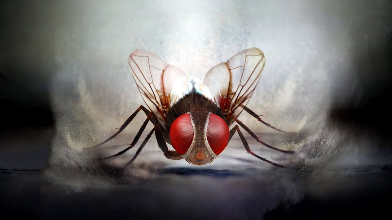 Eega (2012) backdrop artwork