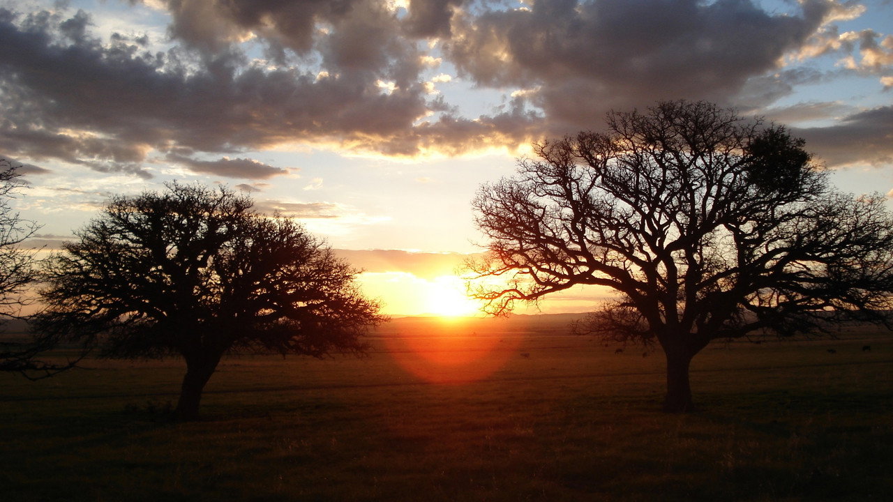 Silent Light (2007) backdrop artwork