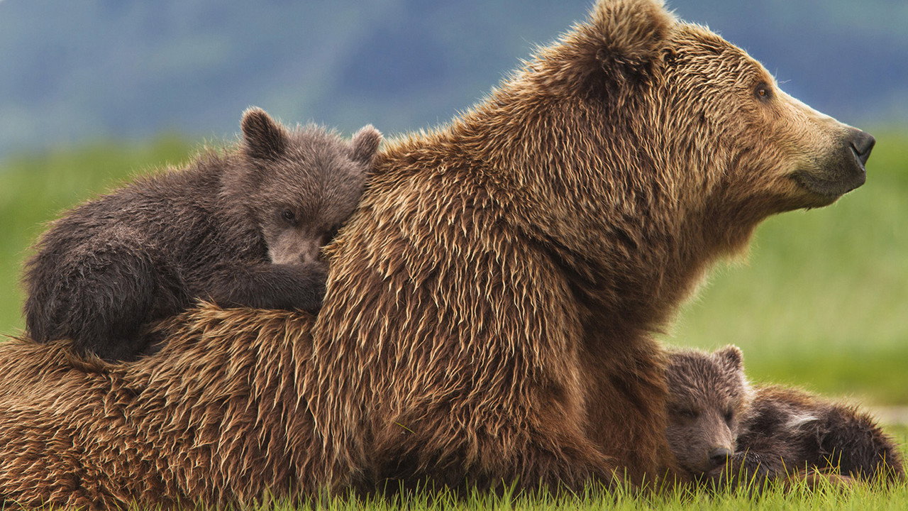 Bears (2014) backdrop artwork
