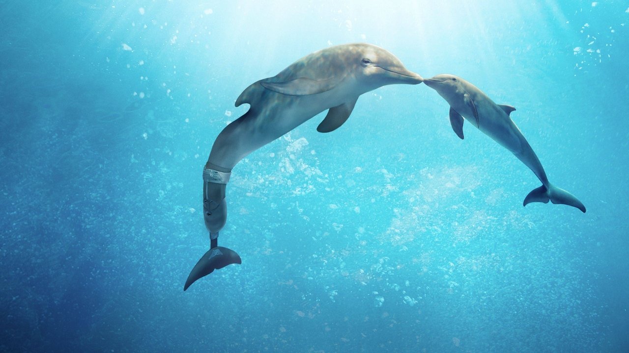 Dolphin Tale 2 (2014) backdrop artwork