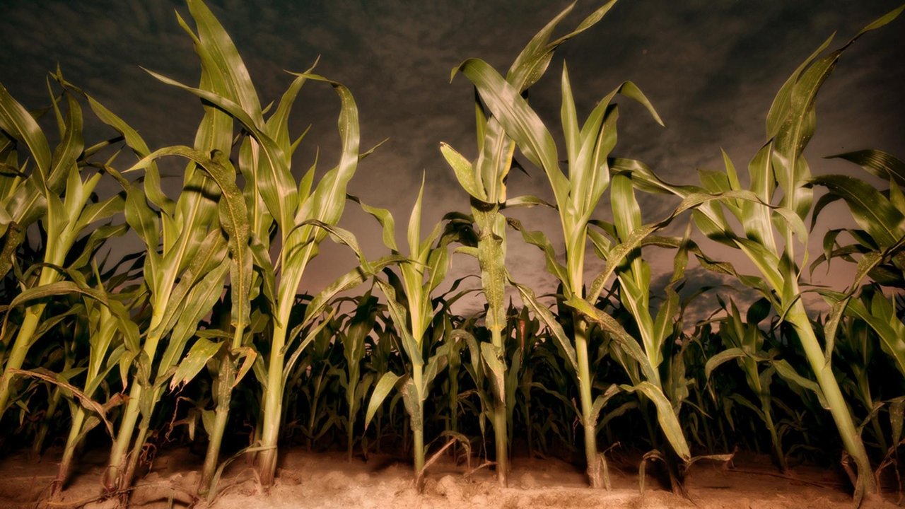 Children of the Corn: Revelation (2001) backdrop artwork