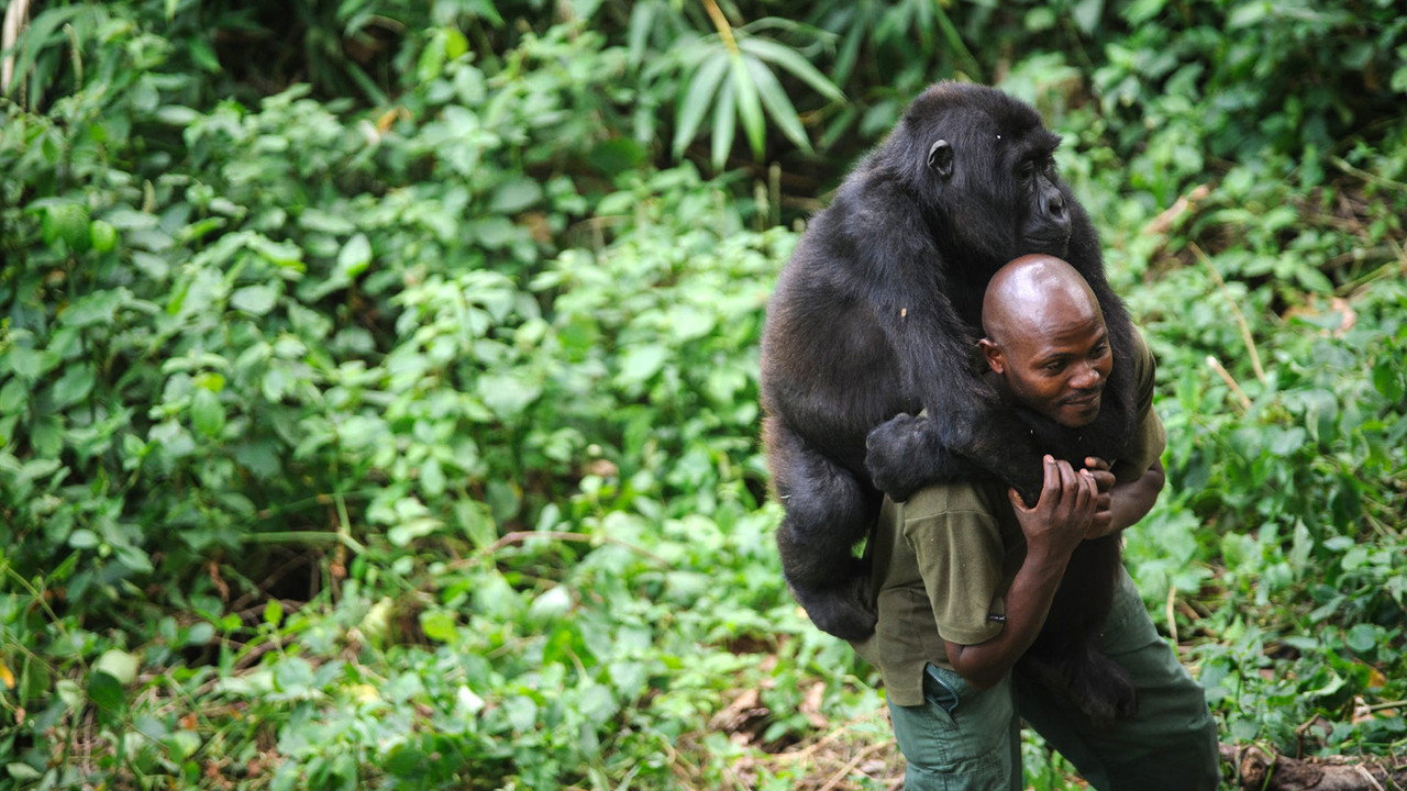 Virunga (2014) backdrop artwork