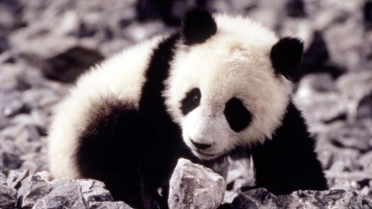 The Amazing Panda Adventure (1995) backdrop artwork