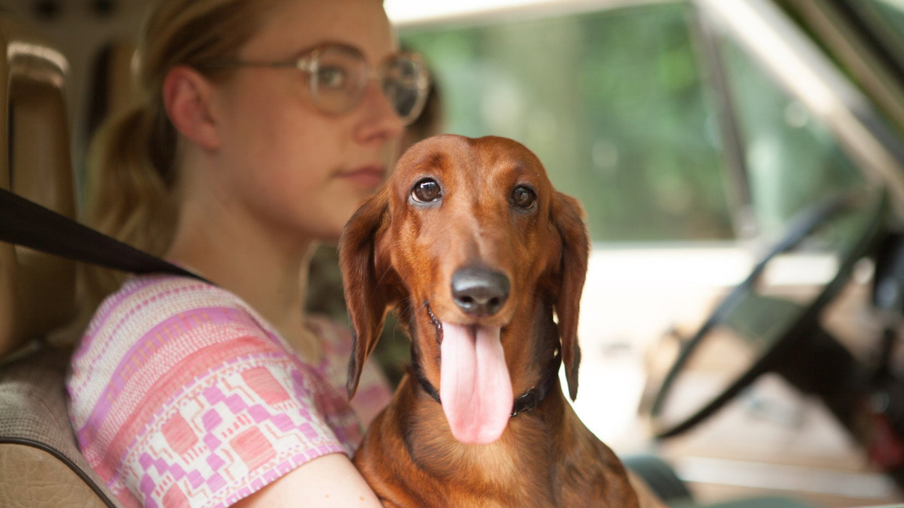 Wiener-Dog (2016) backdrop artwork