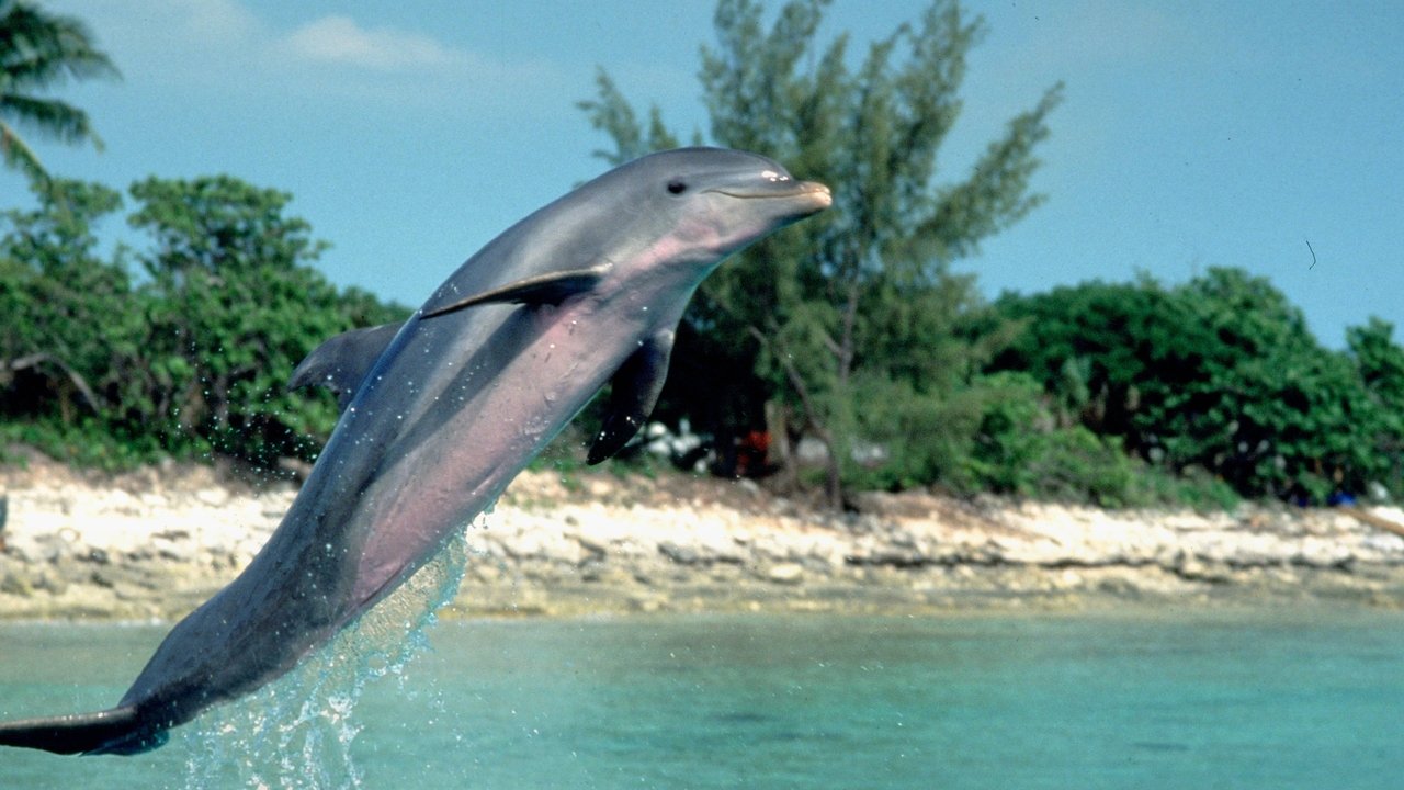 Flipper (1996) backdrop artwork