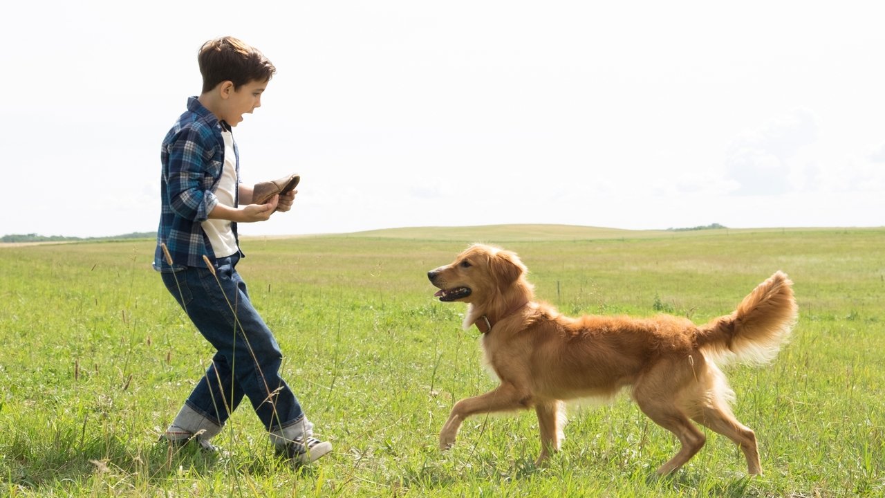 A Dog's Purpose (2017) backdrop artwork