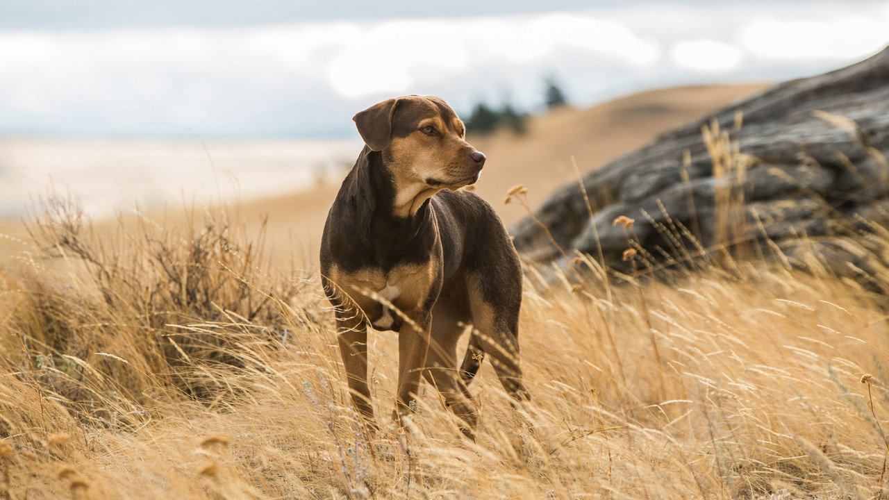 A Dog's Way Home (2019) backdrop artwork