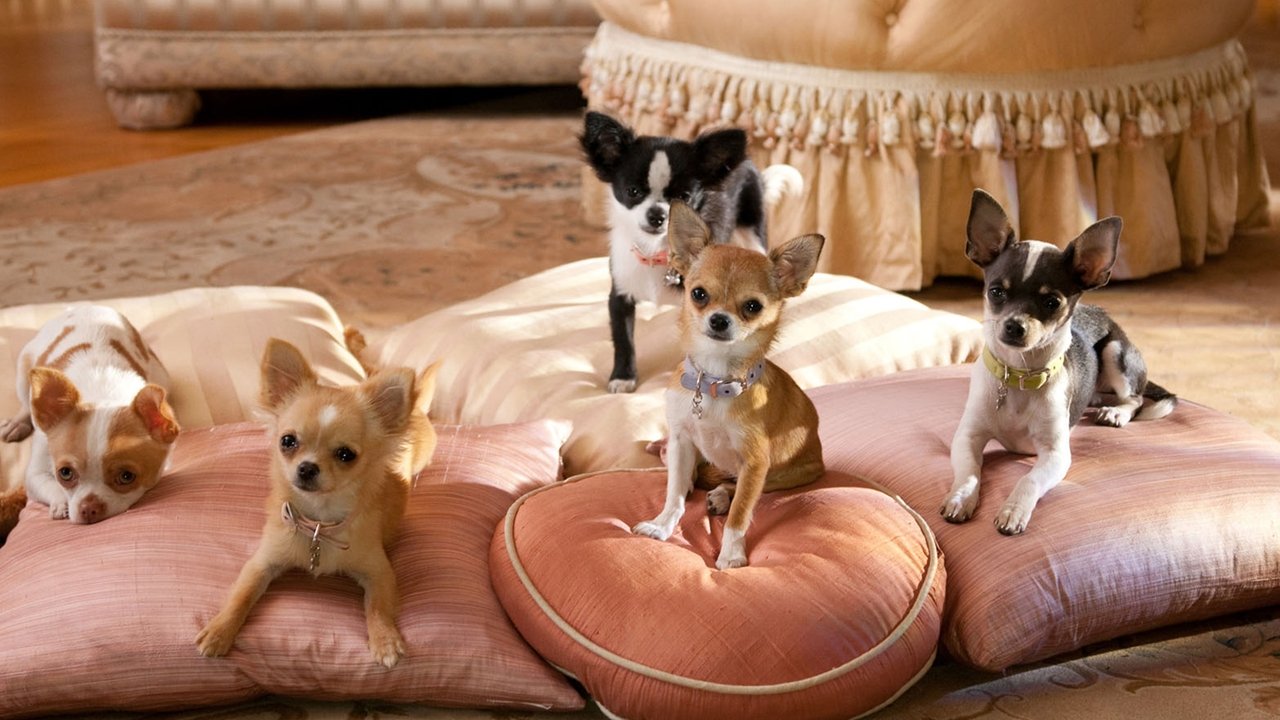 Beverly Hills Chihuahua 2 (2011) backdrop artwork