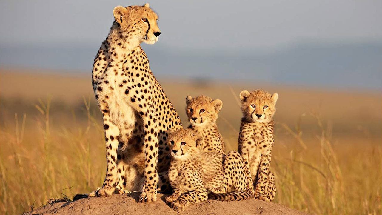 African Cats (2011) backdrop artwork