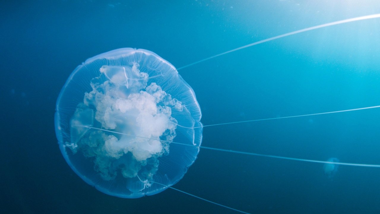 Voyage of Time: Life's Journey (2017) backdrop artwork