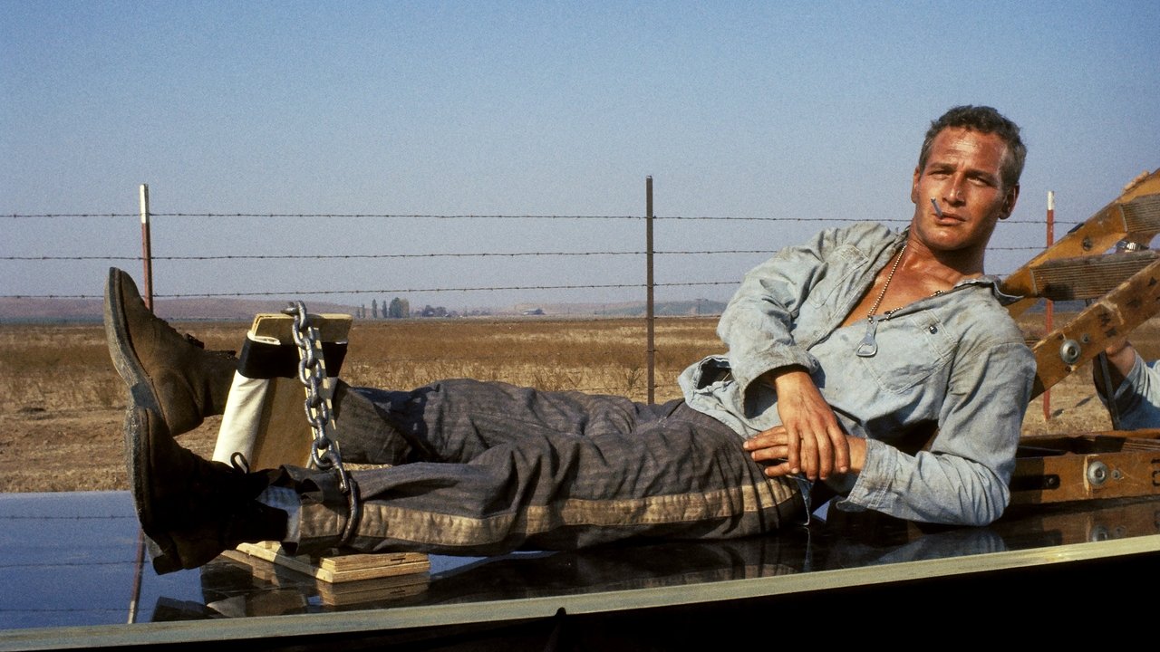 Cool Hand Luke (1967) backdrop artwork